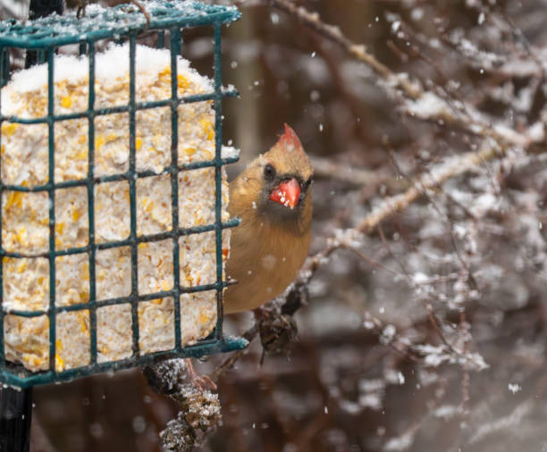 istock Northern Cardinal in snow #1 1918033947