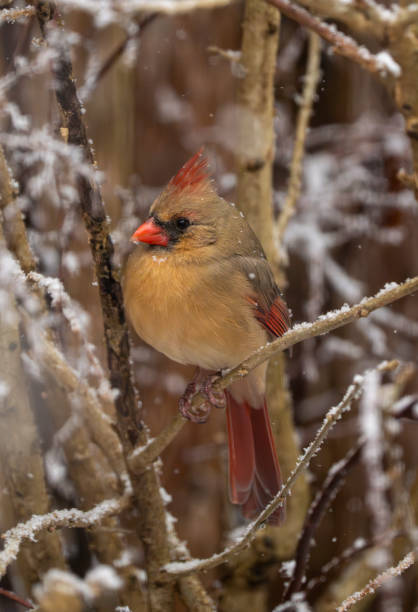 istock Northern Cardinal in snow #4 1918034987