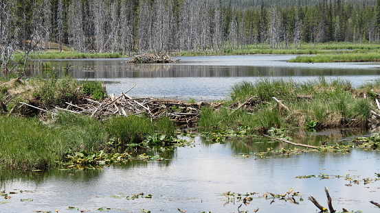 A beautiful well-constructed beaver pond, dam and lodge in the wilds of Chilcotin Country Canada