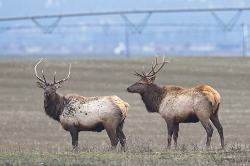Two elk from a herd stand in a farm field located in north Idaho during December.