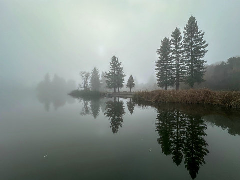 Pine trees are growing on the edge of a lake. They are reflected in the water. A fog is partly covering the trees and ground. A muted sun is in the background. The picture is horizontal.