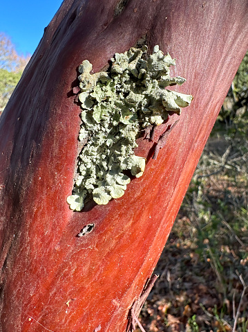 Lichen is growing in a manzanita tree. The lichen is light green and the tree is very red. There is a blue sky and bush in the background