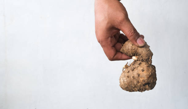 istock man's hand holding Curcuma zanthorrhiza 1918083296