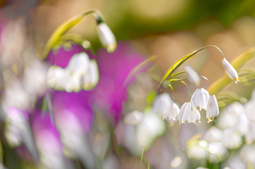close-up of blossoms of spring snowflakes (leucojum vernum) with others in blurred foreground and background