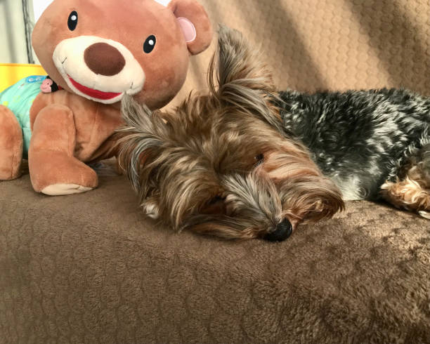 istock A small Yorkie dog is sleeping on a brown blanket 1918093560