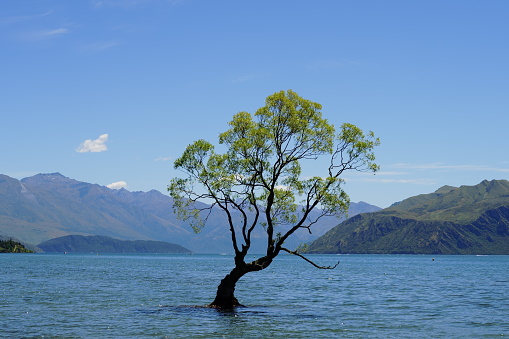 Captured in this image is the iconic That Wānaka Tree, also known as That Wānaka Willow, a solitary tree that has grown to fame for its resilience and beauty. Standing alone in the crystal-clear waters of Lake Wānaka, New Zealand, this willow provides a stunning contrast to the rugged Southern Alps in the background, encapsulating the untamed essence of the region.