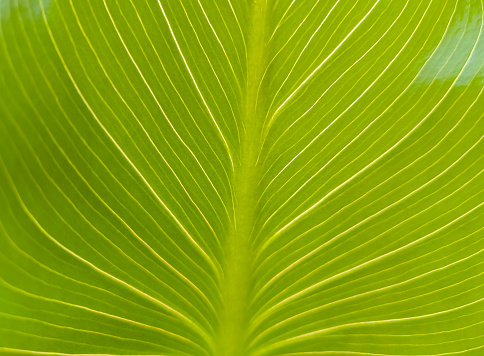 Tropical leaf close up image, in the style of light green and light gold, layered lines.