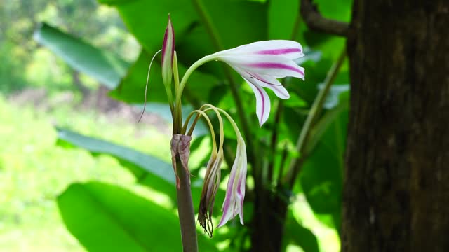 Amaryllis lily (Also called bunga bakung) in nature