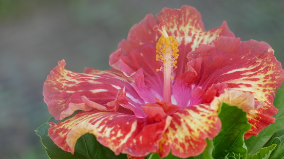 A tropical hibiscus bush is growing in Hawaii on a bright, sunny day. A large, bright orange bloom stands out from the bush, it has pink in the centre.