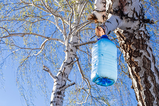 collecting birch sap in a large container from a large cut of a birch branch