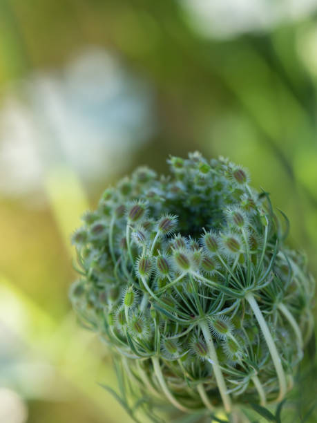 istock Close up on detail flower with blurred background 1918160621