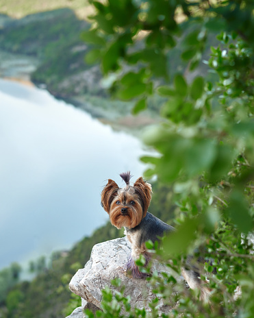 A small Yorkshire Terrier dog stands on a rocky outcrop, with a lush valley backdrop