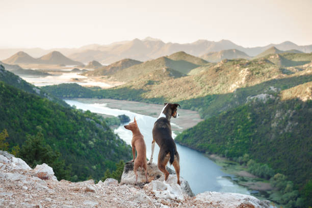 istock Two dogs gaze over a scenic river valley from a rocky point 1918170456