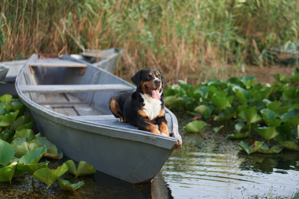 istock An enthralling Entlebucher Mountain Dog enjoys a serene moment aboard a boat 1918170462