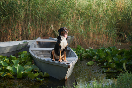 An enthralling Entlebucher Mountain Dog enjoys a serene moment aboard a boat amidst lush water lilies