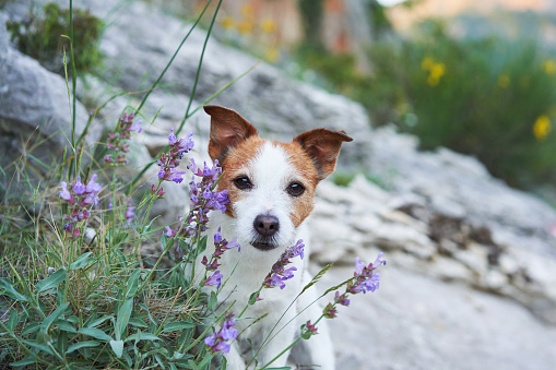 A sprightly Jack Russell Terrier explores a field of yellow wildflowers