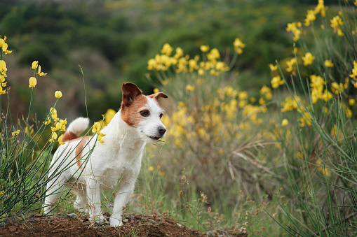 A sprightly Jack Russell Terrier explores a field of yellow wildflowers