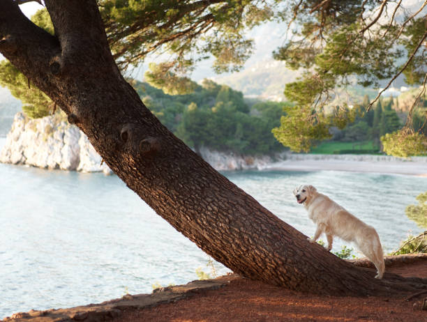 istock A cream-colored dog stands on a slanting tree trunk 1918170987