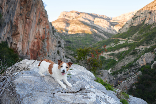 Jack Russell dog on a mountain trail, a perfect blend of pet and travel in nature