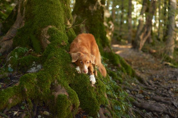 istock dog in Forest, A cautious Nova Scotia Duck Tolling Retriever peers 1918171012