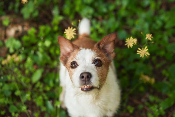 Jack Russell Terrier dog with a curious glance, nestled in lush greenery. This close-up captures playful pet character and the vibrance of nature