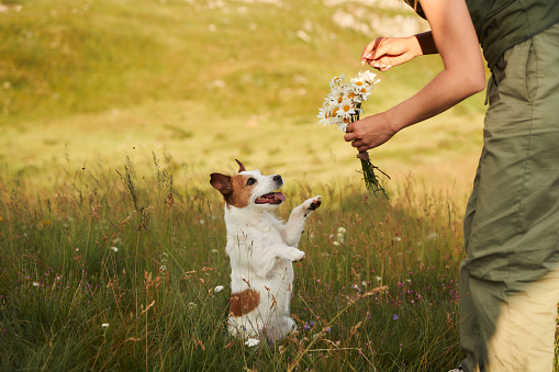 Jack Russell Terrier dog reaches for flowers, delighting in nature's gifts. This joyful moment in the meadow captures the essence of simple pleasures