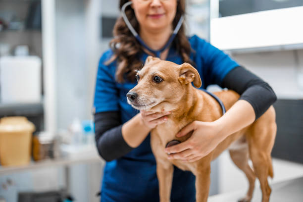 istock Veterinarian examining dog in veterinary clinic 1918182784