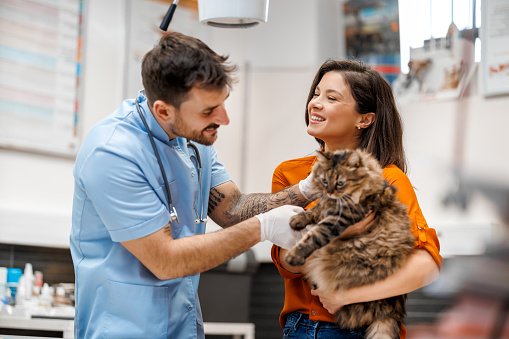 Beautiful female veterinarian examining a young Maine Coon cat.