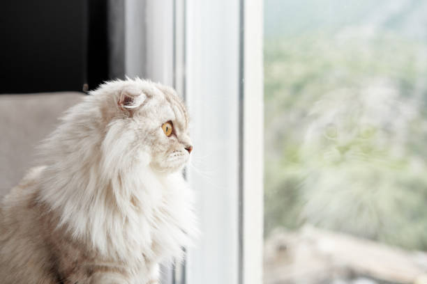 istock A Highland Fold cat with golden eyes gazes out a window 1918182798