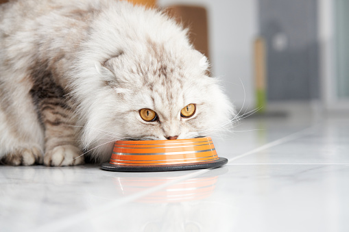 A focused Scottish Fold cat eats from a striped bowl, whiskers forward and eyes intent