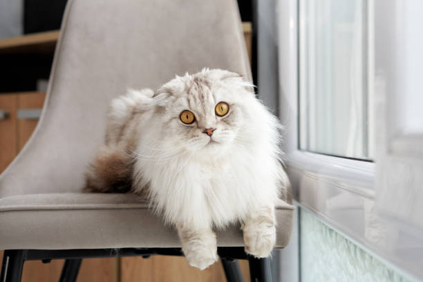 istock Scottish Fold cat perches on a chair by windows 1918182852