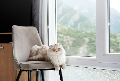A fluffy Scottish Fold cat lounges on a chair, its wide eyes gazing out a window with mountain views. This indoor scene captures the cat's calm demeanor and luxurious fur