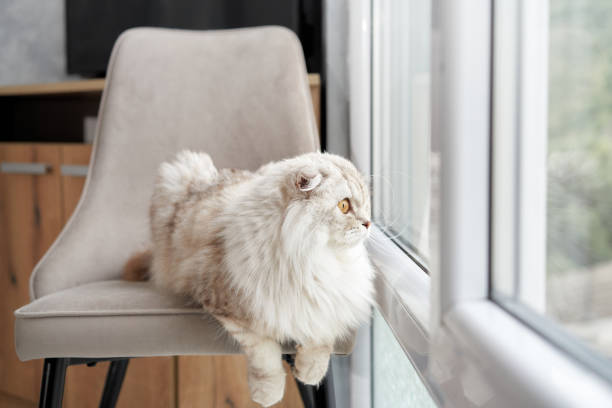 istock Scottish Fold cat perches on a chair by windows 1918183305