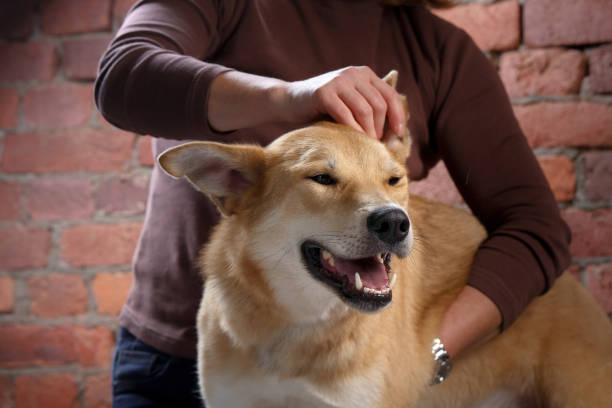 istock A loyal dog stands with a person against a brick backdrop 1918183309