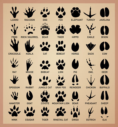 Animal footprints variety of animal paw prints