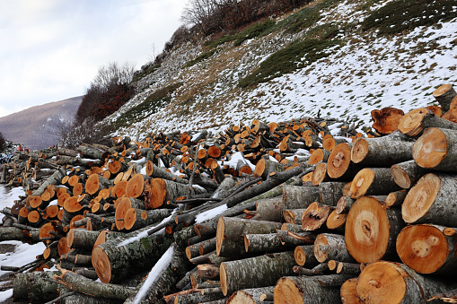 Abruzzo, Italy. Piles of freshly cut wood from selected trees of the beech forests in Piana del Voltigno, an altiplano in the Gran Sasso Monti della Laga national park.