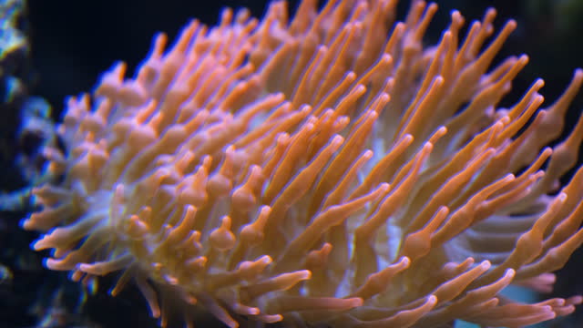 Light pink and orange Sea anemone flowing in saltwater aquarium current. close up Video of Marine life and anemone