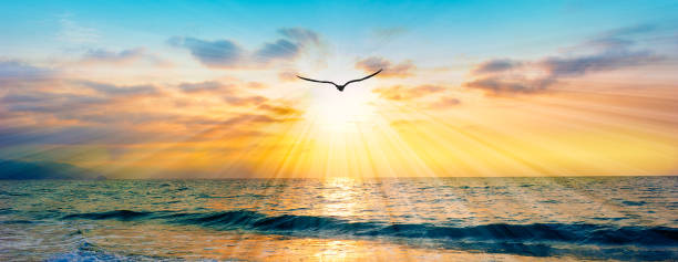 istock Sunset Bird Flying Silhouette Soaring Colorful Romantic Sky Uplifting Hope Banner Header 1918281564