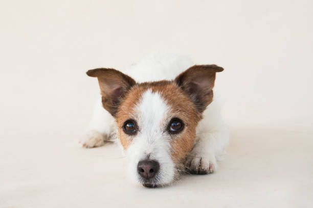 istock Portrait of a Jack Russell Terrier, studio setting captured. Attentive expression, brown and white fur detailed 1918283229