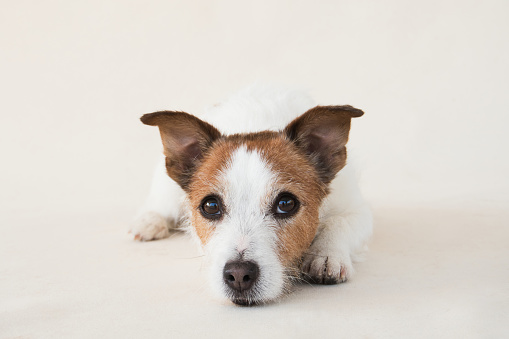 Portrait of a Jack Russell Terrier dog, studio setting captured. Attentive expression, brown and white fur detailed