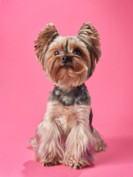 istock Yorkshire Terrier dog sits attentively against a vibrant pink background 1918283230