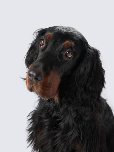 istock Gordon Setter dog with glossy black coat, set against a grey backdrop 1918283234