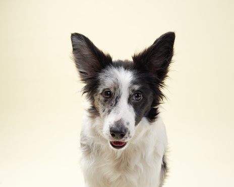 Border Collie licks nose in a studio, a moment of canine charm. Black and white dog fur, one ear up, a candid expression of delight