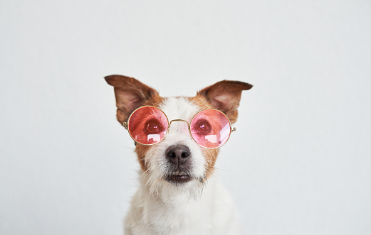 Jack Russell in pink glasses. The quirky dog gives off a scholarly vibe in a light-hearted setup