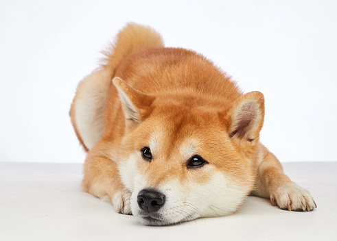Shiba Inu dog is resting, eyes full of serenity. The studio's white highlights its lush, golden fur