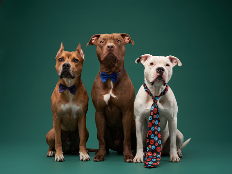 Three poised American Staffordshire Terriers dogs in ties, a regal studio gathering. The bow and long ties add a humorous touch to their dignified poses