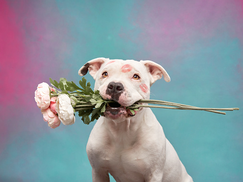 Dog with a rose bouquet, a studio display of affection. A loving Staffordshire Terrier gazes with a bunch of roses, cheeks stamped with red kisses