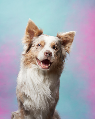 Studio portrait of a Border Collie, smiling brightly. This fluffy dog exudes joy against a pastel gradient