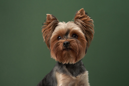 Purebred Yorkshire Terrier dog in the bathroom.  Selective focus stock photo.