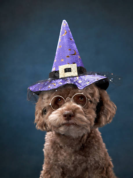 istock An endearing brown poodle dog dressed for a magical themed party 1918283785